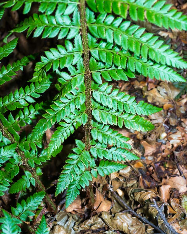 Polystichum aculeatum